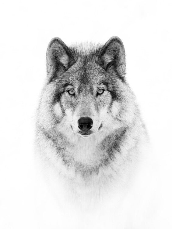 Leinwand Poster, Bilder Portrait of a Timber Wolf, Jim Cumming, 60 × 80 cm