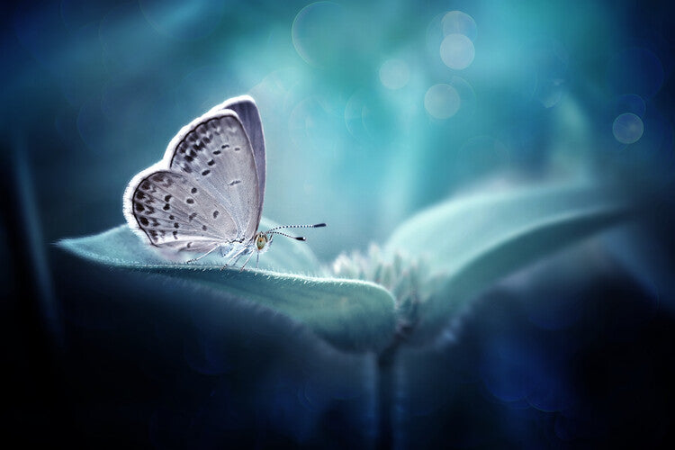 Leinwand Poster, Bilder In Serenity, Fauzan Maududdin, 90 × 60 cm