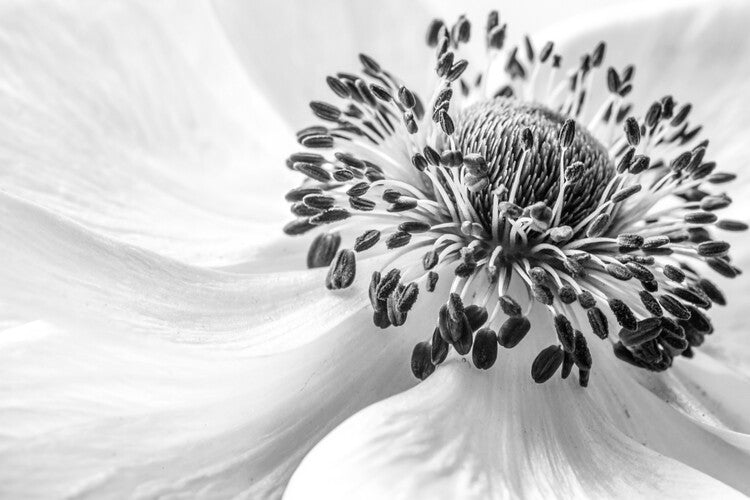 Leinwand Poster, Bilder Anemone, Mandy Disher, 90 × 60 cm