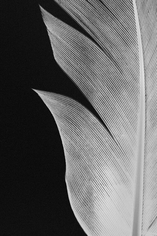 Leinwand Poster, Bilder Feather 005, Studio Collection, 60 × 90 cm