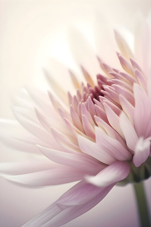 Leinwand Poster, Bilder Macro pink flower, 60 × 90 cm