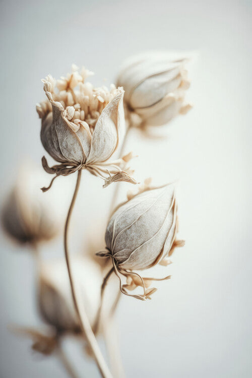 Leinwand Poster, Bilder Beige Felt Flowers, Treechild, 60 × 90 cm