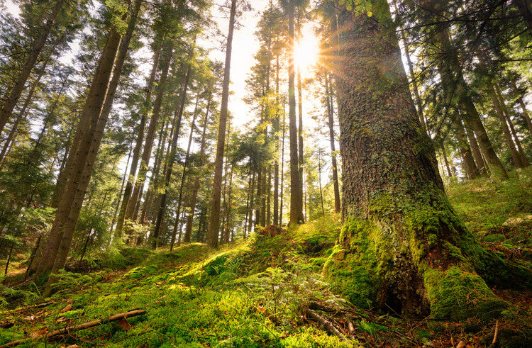 Leinwand Poster, Bilder Magic forest 7, 90 × 60 cm