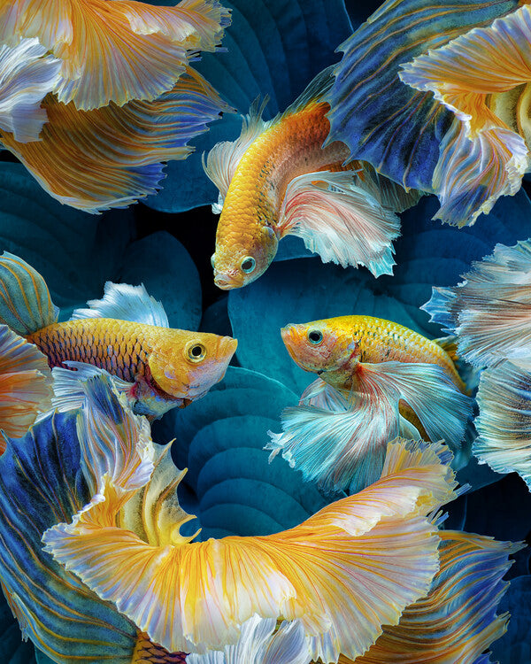 Leinwand Poster, Bilder ColorFish, Marcel Egger, 70 × 90 cm