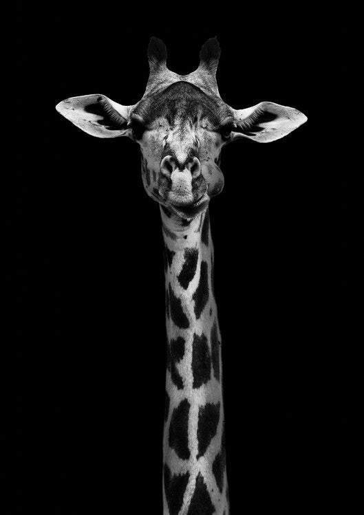 Leinwand Poster, Bilder Giraffe Portrait, WildPhotoArt, 65 × 90 cm