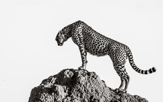 Leinwand Poster, Bilder the hunter, Ali, 90 × 55 cm