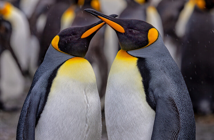 Leinwand Poster, Bilder King Penguins in Snowy Day, Ning Lin, 90 × 60 cm