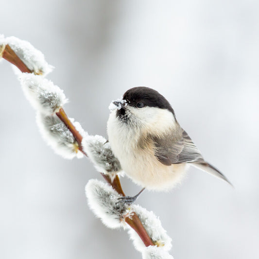 Leinwand Poster, Bilder Willow tit in winter., Annie Keizer, 70 × 70 cm