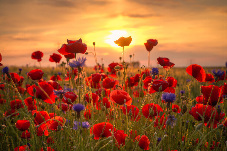 Leinwand Poster, Bilder Poppies at Sunlight, 90 × 60 cm