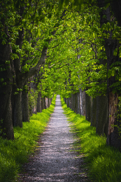 Leinwand Poster, Bilder Chestnut avenue, 60 × 90 cm