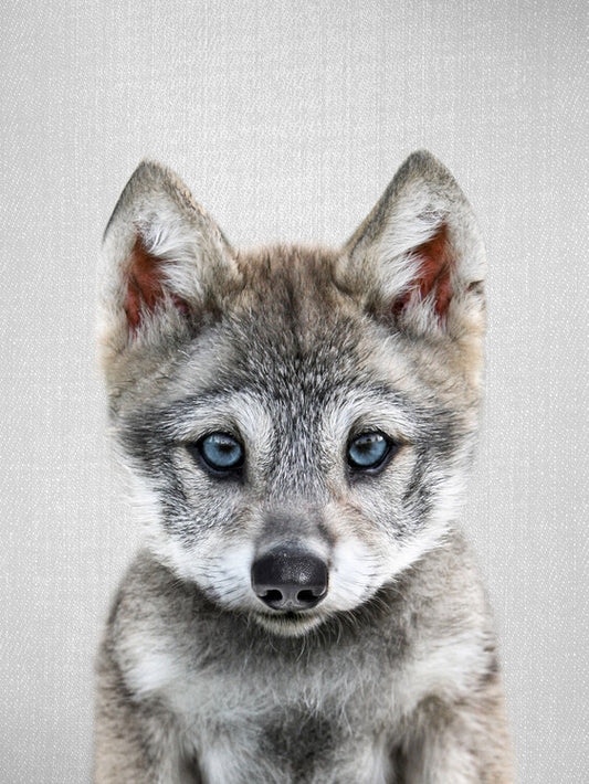 Leinwand Poster, Bilder Baby Wolf, 60 × 80 cm