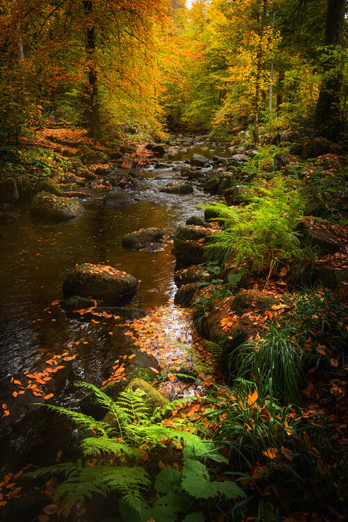 Leinwand Poster, Bilder Autumn Harz Mountain, 60 × 90 cm