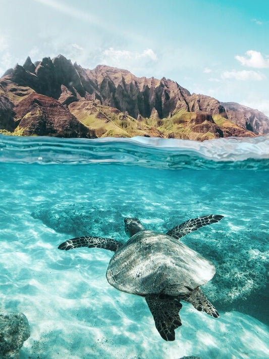 Leinwand Poster, Bilder Sea Turtle, 60 × 80 cm