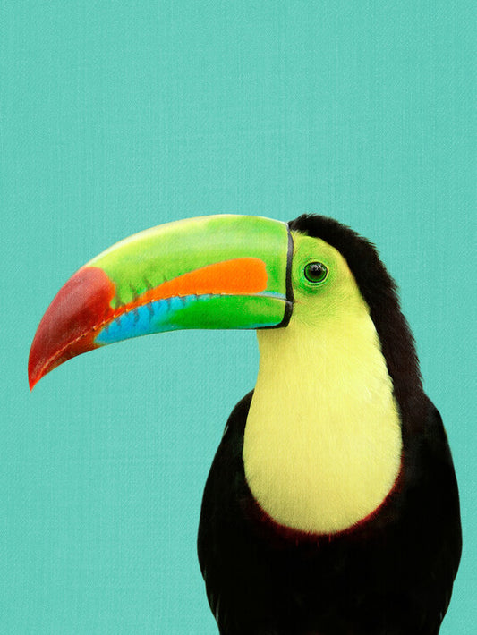 Leinwand Poster, Bilder Toucan Bird in Blue, 60 × 80 cm