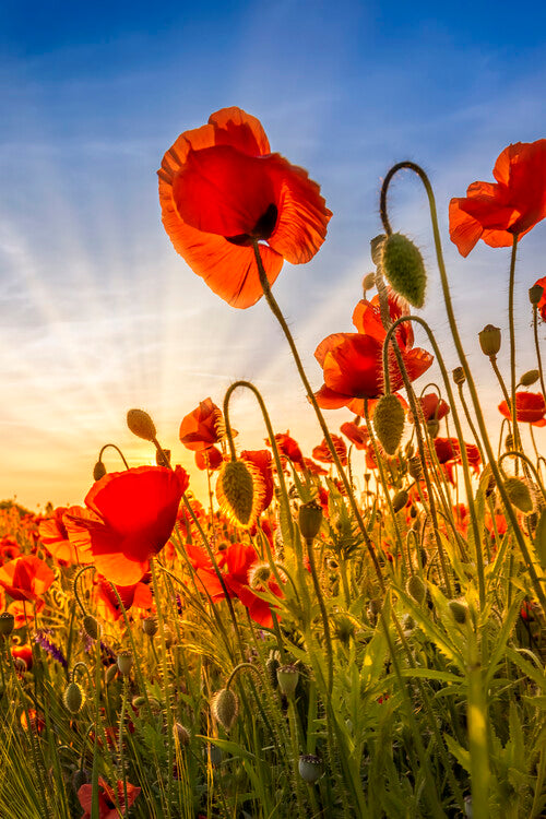 Leinwand Poster, Bilder Fascinating poppies, 60 × 90 cm