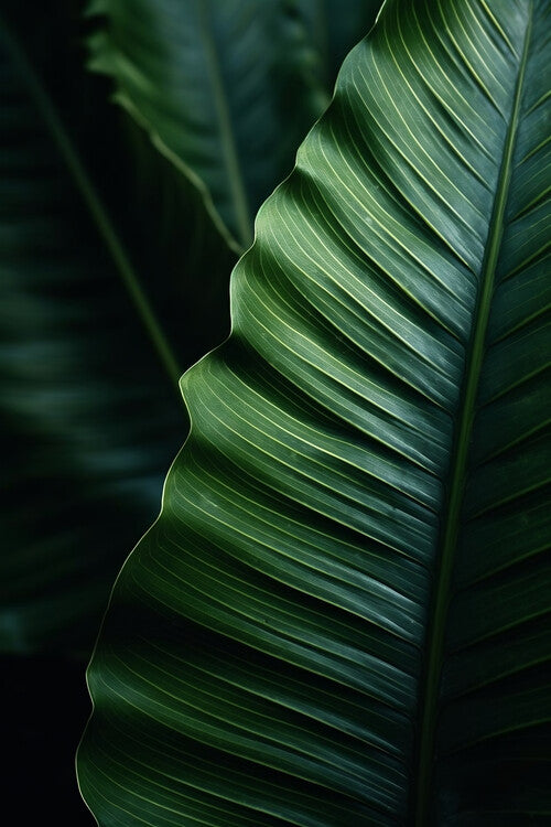 Leinwand Poster, Bilder Tropic leaves, 60 × 90 cm