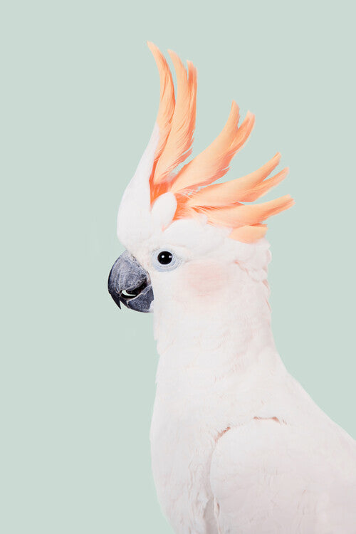 Leinwand Poster, Bilder Cockatoo On Mint, 60 × 90 cm