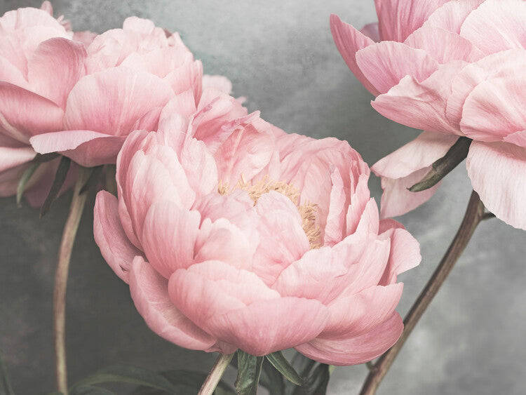 Leinwand Poster, Bilder Peonies Close, 80 × 60 cm