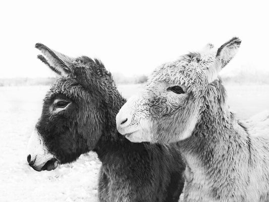 Leinwand Poster, Bilder Donkeys, 80 × 60 cm