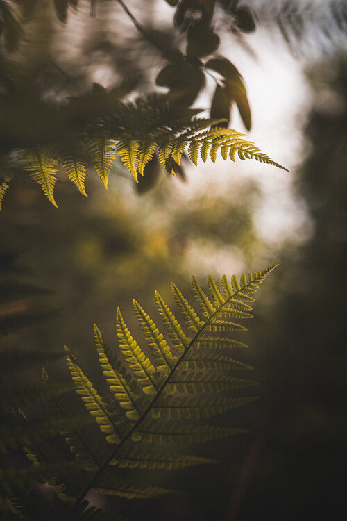 Leinwand Poster, Bilder Fern II, 60 × 90 cm