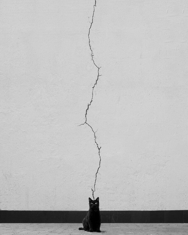 Leinwand Poster, Bilder Cat thoughts, alizolghadri93, 70 × 90 cm
