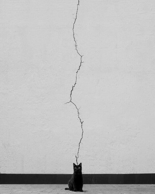 Leinwand Poster, Bilder Cat thoughts, alizolghadri93, 70 × 90 cm