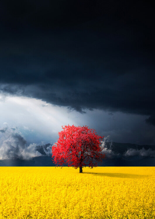 Leinwand Poster, Bilder Red tree, Bess Hamiti, 65 × 90 cm