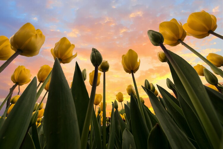 Leinwand Poster, Bilder Yellow Tulips, Merthan Kortan, 90 × 60 cm