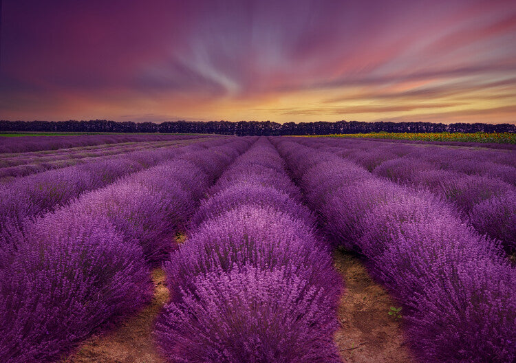 Leinwand Poster, Bilder Lavender field, Nikki Georgieva V, 90 × 65 cm