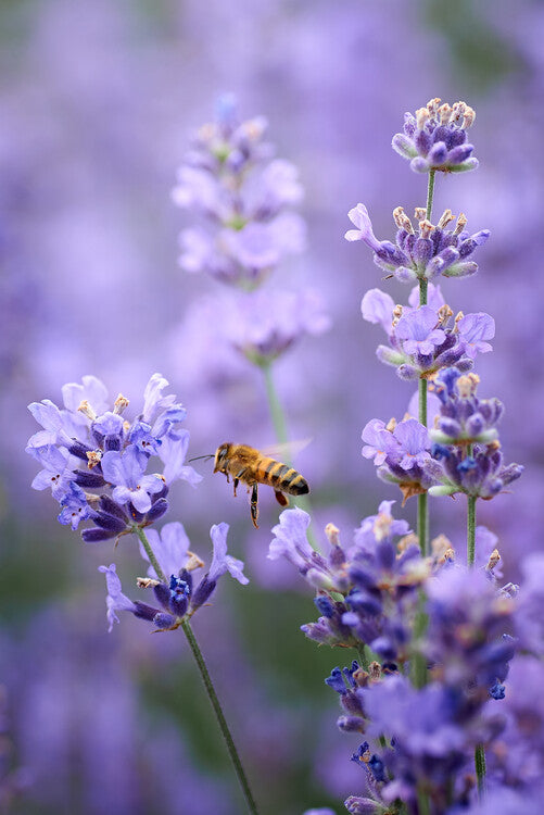 Leinwand Poster, Bilder Lavender world, Andrii Kazun, 60 × 90 cm