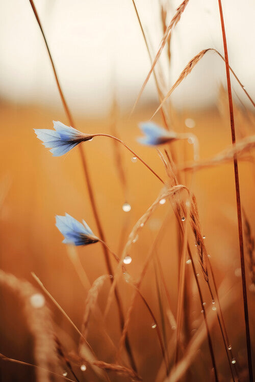 Leinwand Poster, Bilder Blue Corn Flowers, Treechild, 60 × 90 cm