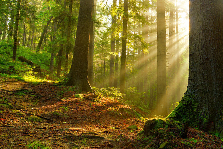 Leinwand Poster, Bilder Magic forest 15, 90 × 60 cm