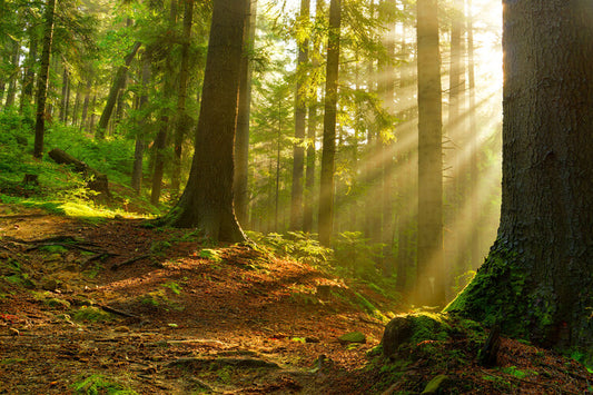 Leinwand Poster, Bilder Magic forest 15, 90 × 60 cm