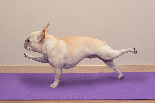 Leinwand Poster, Bilder French Bulldog in Yoga Pose -, BenGrantham, 90 × 60 cm