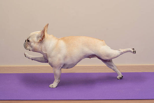 Leinwand Poster, Bilder French Bulldog in Yoga Pose -, BenGrantham, 90 × 60 cm