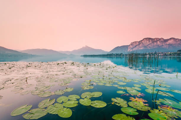 Leinwand Poster, Bilder Austria, Lake Mondsee, Water Lilies in the morning, Westend61, 90 × 60 cm