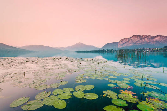 Leinwand Poster, Bilder Austria, Lake Mondsee, Water Lilies in the morning, Westend61, 90 × 60 cm