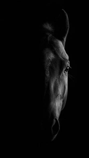 Leinwand Poster, Bilder horse, White Water, 50 × 90 cm