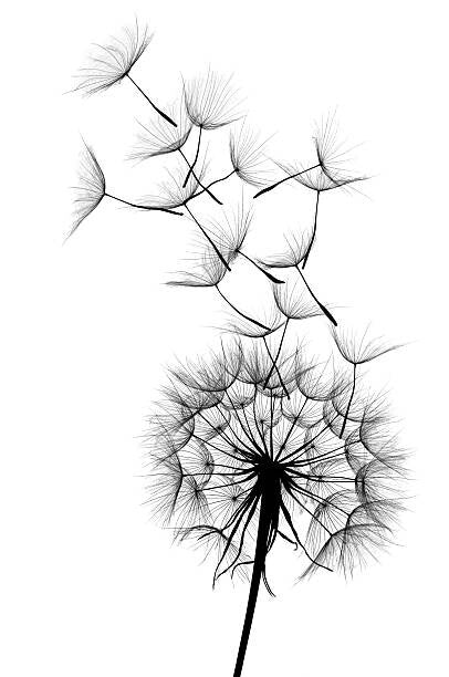 Leinwand Poster, Bilder Dandelion, Sunnybeach, 60 × 90 cm