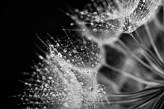 Leinwand Poster, Bilder Dandelion seed with water drops, Jasmina007, 90 × 60 cm