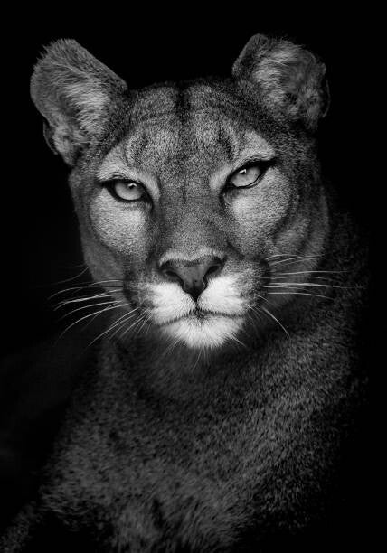 Leinwand Poster, Bilder Portrait of a Puma, Andy Smith, 55 × 80 cm