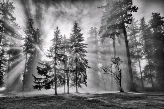 Leinwand Poster, Bilder Sun bursts in the rain forest,, LeonU, 90 × 60 cm