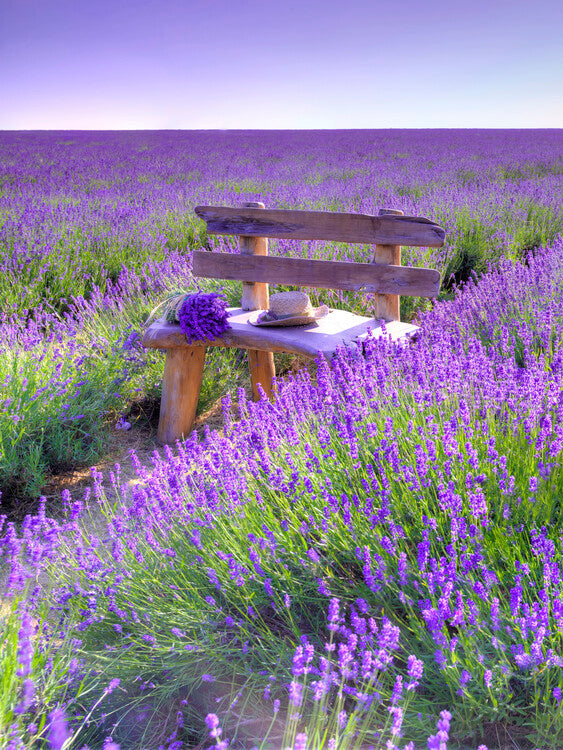 Leinwand Poster, Bilder Bench in Lavender field, 60 × 80 cm