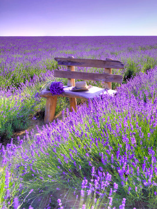 Leinwand Poster, Bilder Bench in Lavender field, 60 × 80 cm