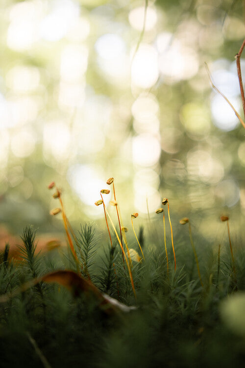 Leinwand Poster, Bilder Nature in Forest, 60 × 90 cm
