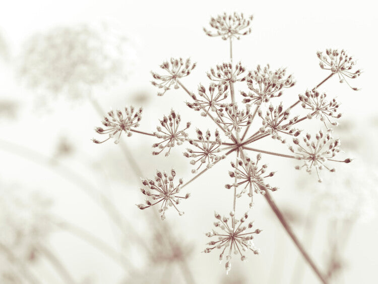 Leinwand Poster, Bilder Cow Parsley, 80 × 60 cm
