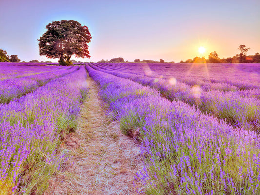 Leinwand Poster, Bilder Lavender Field, 80 × 60 cm