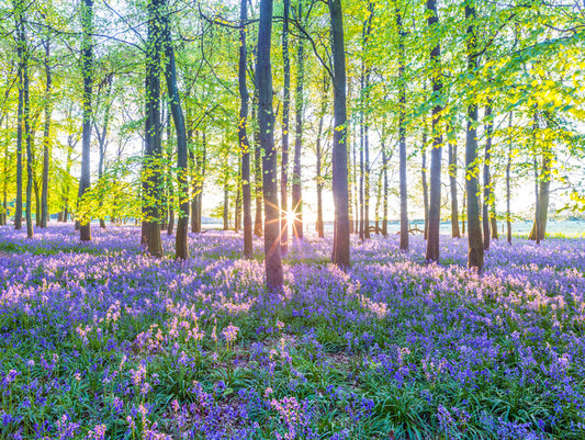 Leinwand Poster, Bilder Mesmerizing Bluebell Forest, 80 × 60 cm