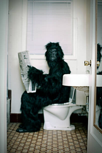 Leinwand Poster, Bilder Gorilla Uses a Vintage Bathroom While, RyanJLane, 60 × 90 cm