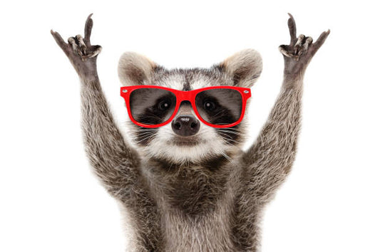 Leinwand Poster, Bilder Portrait of a funny raccoon in, Sonsedska, 90 × 60 cm